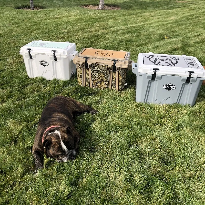 Cane Corso - BB/B